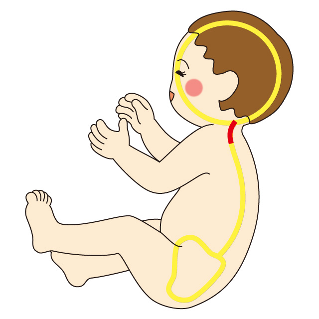 首がすわるころの骨格